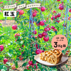 発送9月25日から「紅玉3キロ箱A品B品」 加工 生食 ジョナサン 紅玉 8玉から15玉
