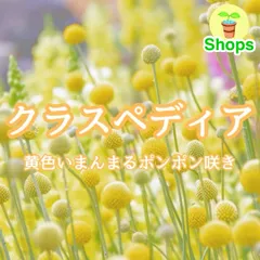 2025年最新】クラスペディアの人気アイテム - メルカリ