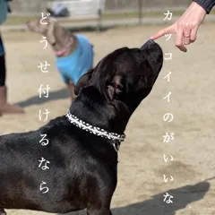 オリジナルネームチョーカー&ドッグタグ