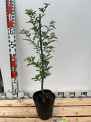 強い山椒苗 /スーパー朝倉山椒5号接木苗・強健台木