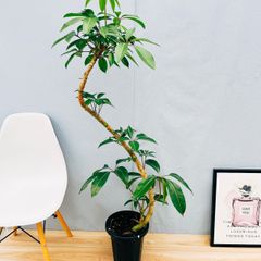 ［現品］82番　ツピタンサス　8号　観葉植物　室内　大型　おしゃれ　シェフレラ　ピュックレリ