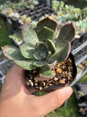 マローム 抜き苗 多肉植物 モフ多肉 エケベリア