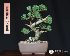 2025年最新】五葉松の人気アイテム - メルカリ