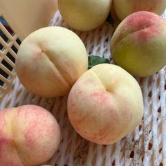 摘果桃　12kg（1kg4〜5個） 摘果桃 12kg（1kg4〜5個） - メルカリ