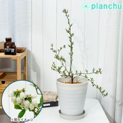 PLANCHU 果樹 ブルーベリー ボールドウィン 7号鉢 受け皿付き 育て方説明書付き Vaccinium virgatum ‘Bald Win’ ラビットアイ系 苗木 庭木