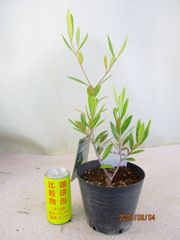 [野風苗木流通] オリーブ　ひなかぜ (6353)全高：45㎝ 宅配便発送