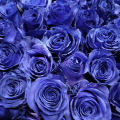 バラ  青染 ４０センチ20本❨生花 切り花 花束❩