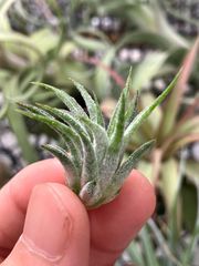 【ネコポス】チランジア イオナンタ ピーチ（from Jerry Domingo）Tillandsia ionantha ‘Peach’ from Jerry Domingo キンクマ農園☆T0095