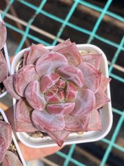 インドネシア多肉　高級　レア　ブラックストライプ錦　根あり　第4種発送 インドネシア多肉 高級 レア ブラックストライプ錦 根あり 第4種