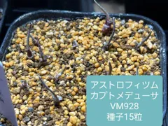 2025年最新】アストロフィツム カプトメデューサの人気アイテム - メルカリ