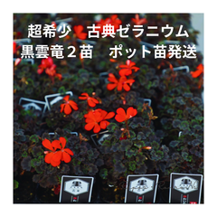 古典ゼラニウム：黒雲竜（3号）超希少品種　花苗　珍しい　ゼラニウム
