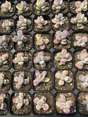 抜き苗 ピンポンフクジョウ錦 MY91×40株 ふっくら 多肉植物 エケベリア サボテン 韓国苗 新入荷