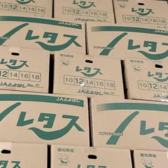 国産　レタス Ｌ～3L　12～20玉