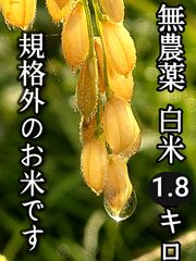 【農家のまかない米】白米 無農薬 規格外　訳あり