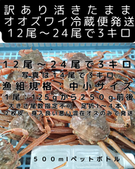活きたまま冷蔵便　訳ありオオズワイ　オス　１２尾～２４尾で３キロ
