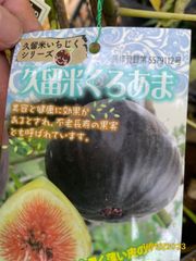 イチジク★久留米くろあま★黒紫色の果皮、果肉は赤。皮ごと食べられる