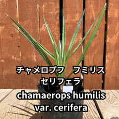 【鉢ごと発送】　チャメロプス　フミリス　セリフェラ　Chamaerops humilis var.cerifera　2024-5-2-chc1