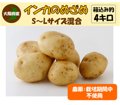 インカのめざめ　栽培期間中農薬不使用　じゃがいも　箱込み4kg