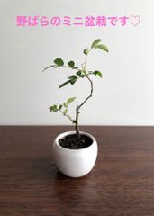 ミニ盆栽　野ばら　みるく色の鉢
