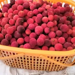 ヤマモモ 2kg 冷凍 特大サイズ その他 クール便 送料無料 即日発送 無農薬 2025年最新】ヤマモモ 冷凍の人気アイテム - メルカリ