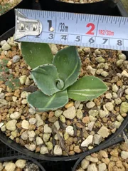 noriさま専用　パリートランカータ斑入り Yahoo!オークション - 斑入り パリー トランカータ アガベ Agave