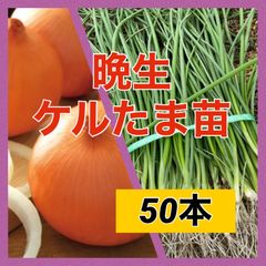 苗の専門店から発送‼️晩生種‼️ケルタマ50本‼️