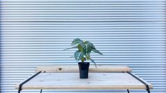 【観葉植物】アフェランドラ　ダニア　3.5号鉢