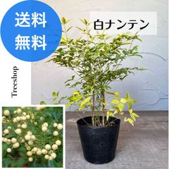 白ナンテン 【送料無料】ナンテン 白実 南天 高さ0.2ｍ 幅0.25ｍ 15ｃｍポット 縁起木 庭木 植木 常緑