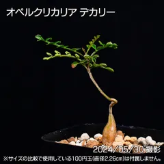 品質保証HOTGoro 様専用オペルクリカリア　デカリー 観葉植物