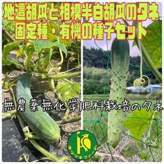 地這胡瓜（きゅうり・固定種）の種子20粒と相模半白胡瓜の種子10粒　無農薬無化学肥料栽培した有機の種