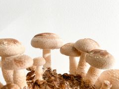 《純国産》ご自宅で採れたて椎茸狩り 椎茸栽培菌床【長野県中野産】