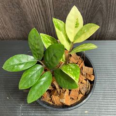 112401 ザミオカルカス 斑入り Zamioculcas Variegated