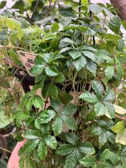 シュガーバイン　吊り籠入り　チェーン　オシャレ　インテリア　グリーン　可愛い　観葉植物　贈り物　健やか　花言葉　人気　ハンギング
