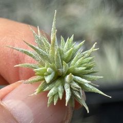 ミニクランプ＊ チランジア イオナンタ ミニマウス Tillandsia ionantha Mini Mouse＊エアプランツ＠フラワーショップ江口