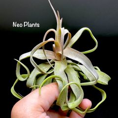 【即購入◎】【入手困難】【超希少品種】花芽付きストレプトフィラレッド 【1株】