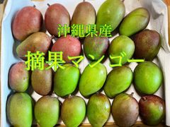 沖縄県産　摘果マンゴー　1キロ