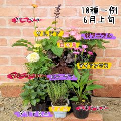超特価‼️♡ラナンキュラス♡エトワール6個セット♡花苗うえた♡3.5号