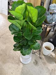 45【フィカス•ベンジャミン約210cm】大型観葉植物｜西海岸インテリア