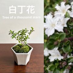 ミニ盆栽　白丁花　ハクチョウゲ　瀬戸焼白マット