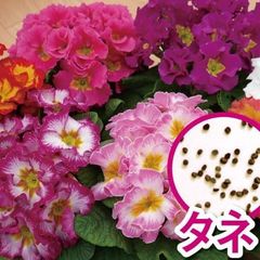 【花のタネ】プリムラ　ポリアンサ系　メルローズ　ミックス　 (約50粒）