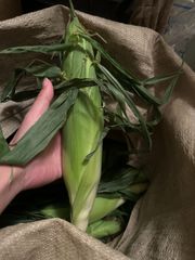 【朝採れ】青森県産甘くて有名な”嶽きみ（B品）”　サイズ混合×5本｜1セット｜【北陸～関西まで】