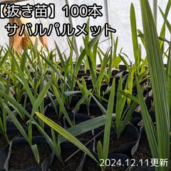 値下げしました！【抜き苗】サバル　パルメット　sabal palmetto 100本　2024年１２月１１日更新