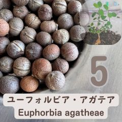 パキポディウム グラキリス 種子 50粒 種子】パキポディウム・グラキリス 50粒セット 【発芽率90%以上