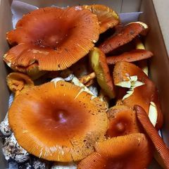 天然きのこ72　訳ありタマゴタケ600g