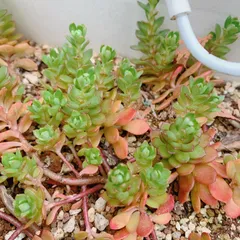 【期間限定増量中！】多肉植物　セダム　ルテオヴィリデ