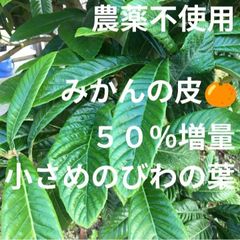 【農薬不使用】小さめのびわの葉 みかんの皮 チンキ お茶 小動物のおやつ ♪