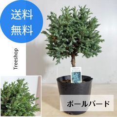 コニファー ボールバード 【送料無料】ツリー 高さ0.3ｍ 幅0.25ｍ 15cmポット クリスマスツリー ブルーバード 生垣 目隠し 庭木 植木 おしゃれ 洋風 常緑 針葉樹
