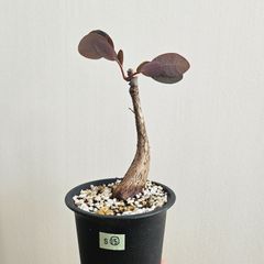 S⑮〚フィランサス・ミラビリス〛Phyllanthus Mirabilis 塊根植物 コーデックス ポット発送