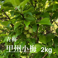 5月中旬～発送予定【2025年度】甲州小梅　青梅～黄梅(中熟)　2kg　山梨県甲府市上曽根町産