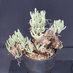 チレコドン　レティキュラータス　No.001　鉢、送料込　メルカリ便 チレコドン レティキュラータス No.001 鉢、送料込 メルカリ便